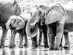 群渴了非洲大象喝水水潭Moremi游戏储备奥卡万戈地区博茨瓦纳