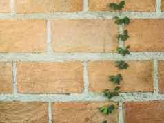砖粘土墙背景攀爬绿色艾薇