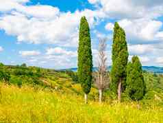 集团柏树树夏天景观托斯卡纳意大利