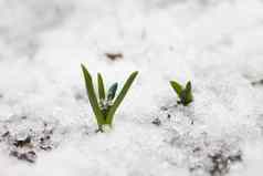 蓝色的雪花莲花春天