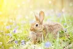 野生毛开花草地春天复活节兔子