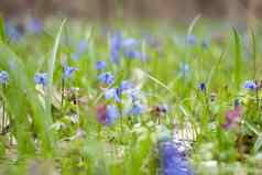 快乐蓝色的花快乐春天脆弱的花