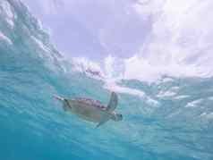 海乌龟游泳自由蓝色的海洋