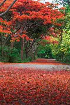 场景火焰树皇家poinciana