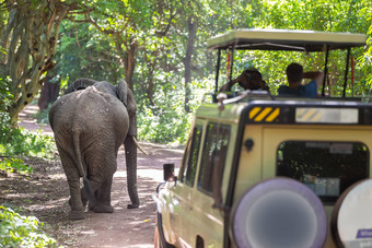 野生非洲<strong>大象</strong>还是现在观察到的旅游开放屋顶吉普车野生动物Safari