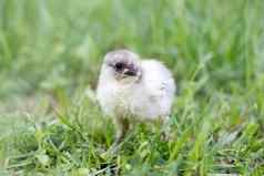 灰色的鸡绿色草春天季节鸡品种