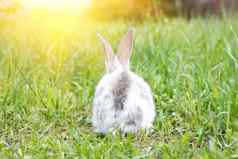 白色毛茸茸的兔子绿色草复活节兔子一切