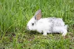 白色毛茸茸的兔子绿色草复活节兔子一切