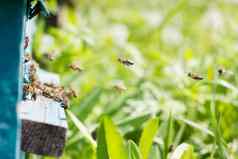 蜜蜂携带花蜜蜂巢飞行蜜蜂春天