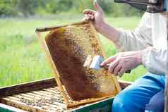 养蜂人清洗蜂蜜帧男人。作品养蜂场