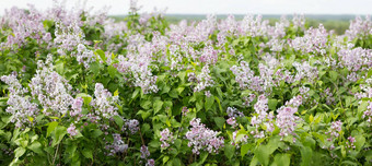 全景盛开的淡紫色淡紫色布鲁姆春天季节