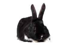 大毛茸茸的黑色的兔子孤立的白色背景复活节底