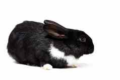 大毛茸茸的黑色的兔子孤立的白色背景复活节底