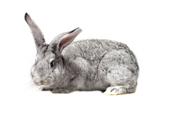 大毛茸茸的灰色的兔子孤立的白色背景复活节底