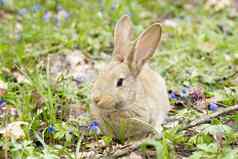复活节兔子开花草地毛清算蓝色的