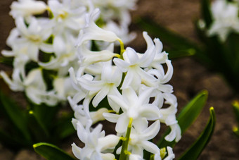 照片美白色风信子花背景盛开的风信子白色味蕾花瓣绿色叶子