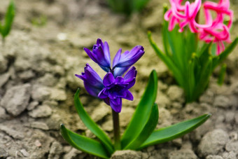 关闭惊喜粉红色的蓝色的紫色的荷兰风<strong>信</strong>子花园风<strong>信</strong>子花字段公园