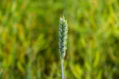 视图年轻的绿色耳朵小麦大麦模糊背景绿色场