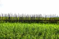 视图农村栅栏背景绿色植物