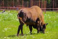 欧洲野牛欧洲野牛夏天食草动物动物