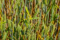 耳朵小麦大麦绿色场自然背景