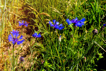 <strong>矢车菊矢车菊</strong>属蒙大拿山<strong>矢车菊</strong>学士按钮山<strong>矢车菊</strong>山<strong>矢车菊</strong>