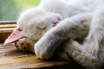 白色猫睡觉甜美窗台上窗口宠物
