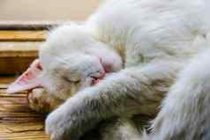 睡觉小猫头窗台上窗口基蒂宠物动物肖像可爱的猫放松粉红色的鼻子睡觉猫头爪子说谎白色棕色（的）小猫睡觉