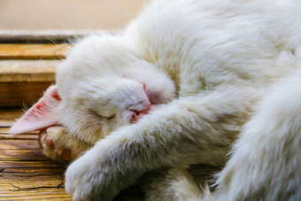 睡觉小猫头窗台上窗口基蒂<strong>宠</strong>物动物肖像可爱的猫放松<strong>粉</strong>红色的鼻子睡觉猫头爪子说谎白色棕色（的）小猫睡觉