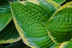 绿色布什hostahosta叶子自然背景图像美丽的hosta叶子背景