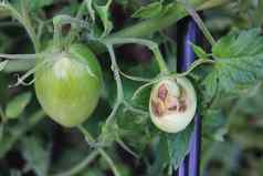 番茄疾病绿色西红柿损坏的布什