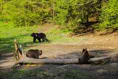 野生熊站小草地深森林动物下午日志草地