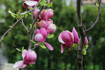 红色的<strong>苹果</strong>花嫩枝开花分支<strong>苹果</strong>盛开的春天花园花嫩枝<strong>苹果</strong>特写镜头模糊背景