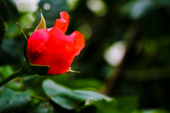 红色的玫瑰花盛开的玫瑰花园背景红色的玫瑰花焦点