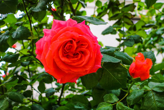 美丽的红色的玫瑰布什夏天早....花园明亮的夏天一天背景