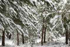 美丽的松树覆盖厚雪奥伯龙冬天