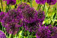 美丽的紫色的花葱属植物巨型种植全球霸王