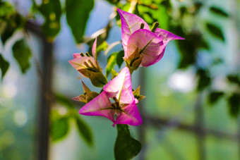 盛开的叶子花属叶子花属紫色的叶子花属花叶子花属花背景花背景