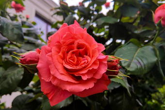 红色的玫瑰花盛开的玫瑰花园背景红色的玫瑰花