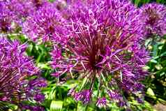宏照片自然紫色的葱属植物花背景纹理轮毛茸茸的盛开的淡紫色颜色葱属植物