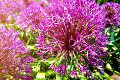 葱属植物盛开的关闭球开花葱属植物花美丽的葱属植物园艺主题植物学概念紫罗兰色的布鲁姆华丽的花园艺种植植物