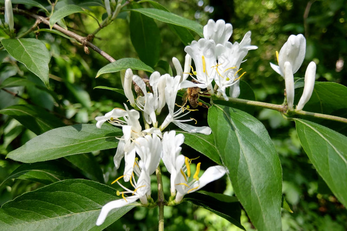 金银花粳稻研究日本忍冬属植物白色花花园