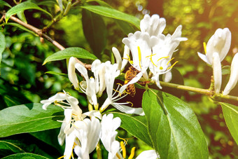 日本忍冬属植物花金银花粳稻自然春天