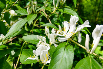 日本忍冬属植物花金银花粳稻自然春天