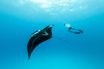 水下视图徘徊巨大的海洋外套雷外套比罗斯特里斯男人。免费的潜水蓝色的海洋看<strong>海底世界</strong>冒险浮潜之旅马尔代夫岛屿