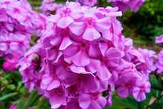 宏照片美丽的花夹竹桃夹竹桃花紫罗兰色的淡紫色花瓣盛开的夹竹桃生长草地背景植物草