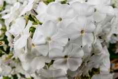 特写镜头白色夹竹桃的美丽的花白色夹竹桃的