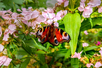美丽的多色的蝴蝶叶子花园