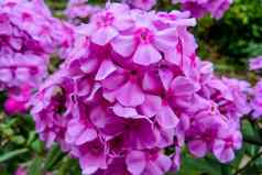 粉红色的花夹竹桃圆锥胺开花分支粉红色的夹竹桃夏天花园