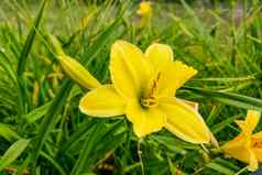 黄色的莉莉花花园自然